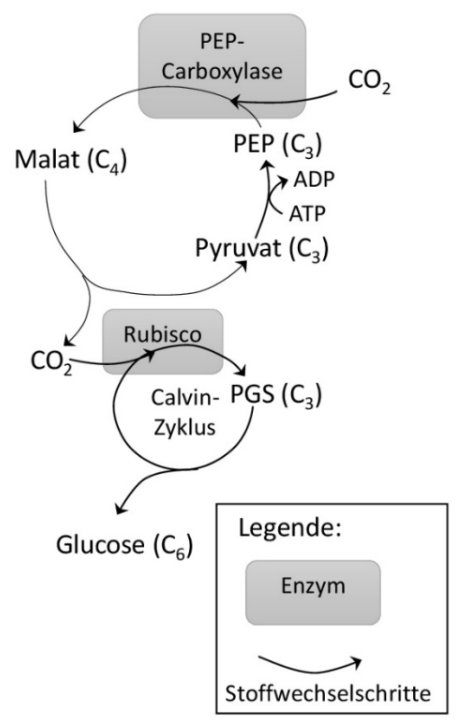 Schema der C4-Photosynthese mit PEP-Carboxylase, Calvin-Zyklus, Rubisco und Glucosebildung.